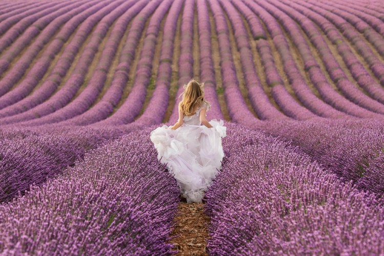 Bride running in Lavender fields in Provence