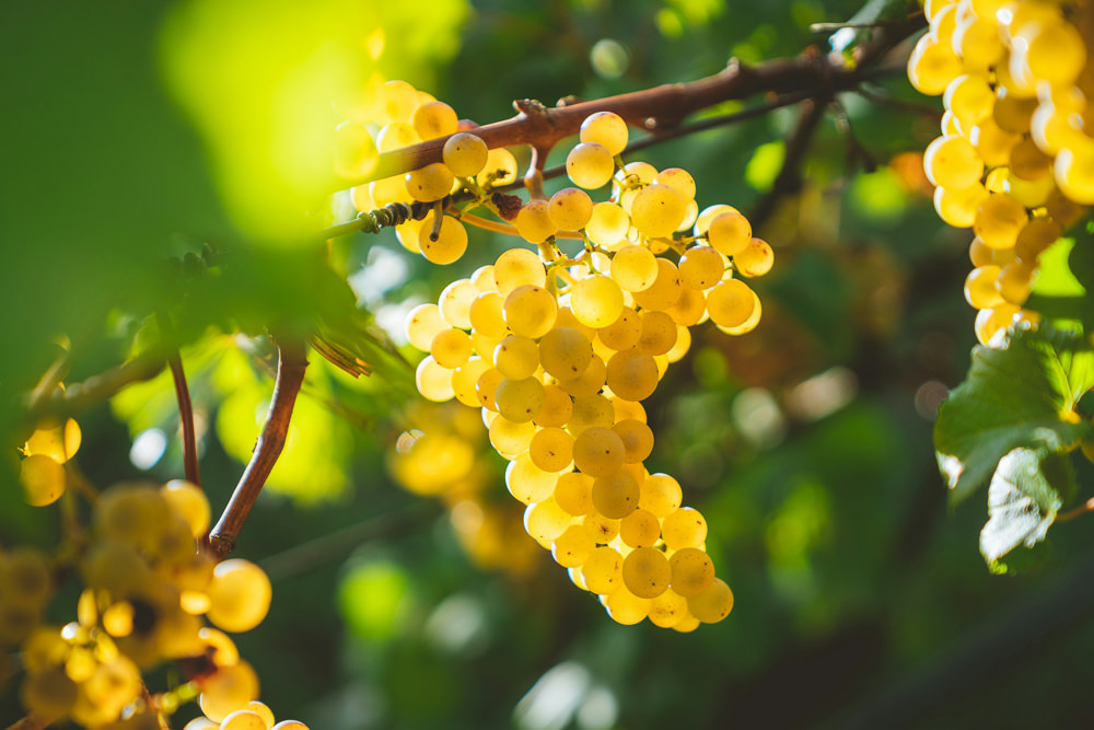 White grapes in the sun
